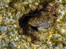 Eriphia verrucosa