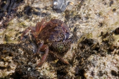 Eriphia verrucosa