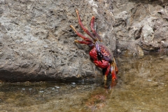 Grapsus adscensionis