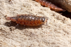 Philoscia muscorum