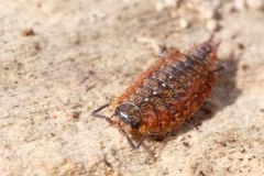 Philoscia muscorum