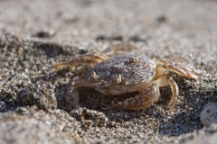 Portumnus latipes