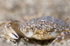 Portumnus latipes