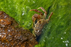 Potamon fluviatile