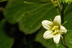Bryonia dioica