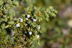 Juniperus communis