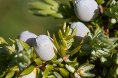 Juniperus communis