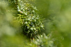 Juniperus communis