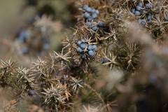 Juniperus communis