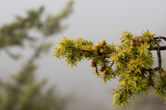 Juniperus deltoides