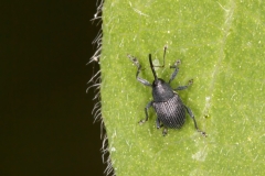 Archarius salicivorus.