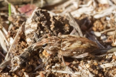 Coniocleonus excoriatus