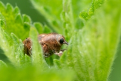 Curculio glandium