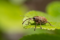 Curculio glandium