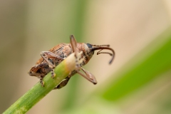 Curculio glandium