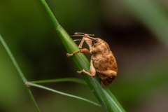 Curculio pellitus