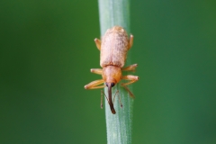 Dorytomus longimanus