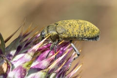 Larinus cynarae