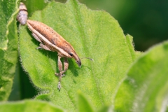 Lixus anguinus