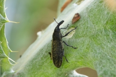 Lixus cardui