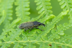 Lixus cardui