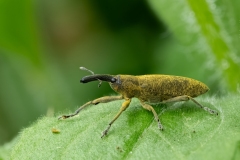 Lixus pulverulentus