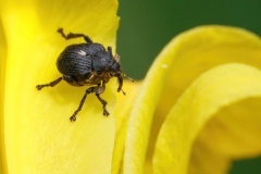 Mononychus punctumalbum