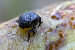 Mononychus punctumalbum