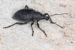 Otiorhynchus caudatus