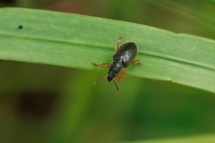 Phyllobius oblongus