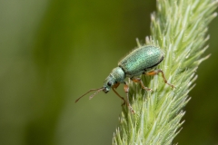 Phyllobius sp