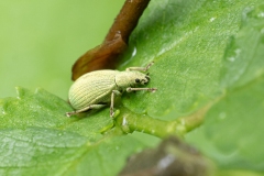 Polydrusus sp
