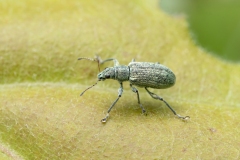 Polydrusus sp
