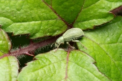 Polydrusus sp