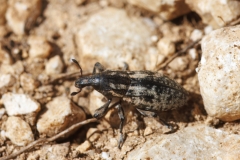 Pseudocleonus cinereus