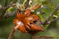 Andricus dentimitratus