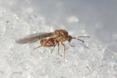 Andricus polycerus