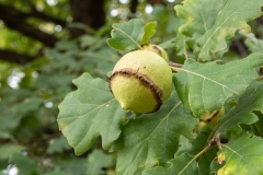 Andricus quercustozae