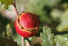 Andricus quercustozae