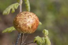 Biorhiza pallida