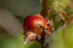 Biorhiza pallida