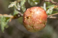 Biorhiza pallida