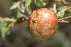 Biorhiza pallida