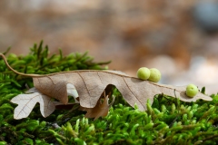 Chilaspis nitida