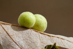 Chilaspis nitida