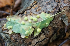 Chilaspis nitida