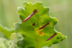 Cynips cornifex