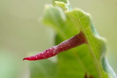 Cynips cornifex