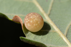 Cynips quercus