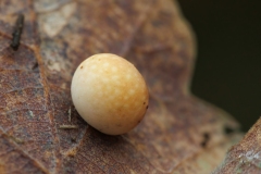Cynips quercus